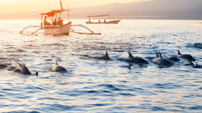 Avistamiento de delfines en Panglao