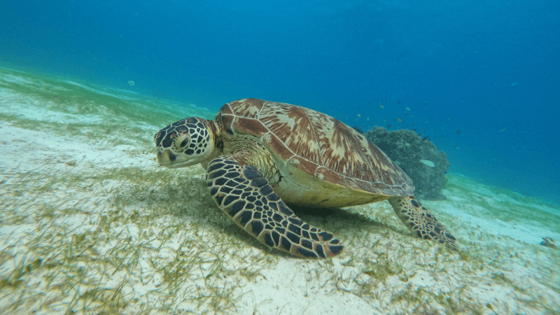 islandhoppingpanglao Island hopping Panglao tortugas Balicasag