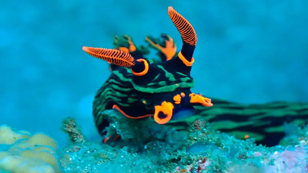 Buceo macro en Anda Bohol